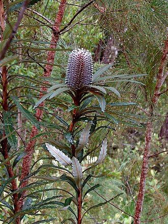 Banksia plagiocarpa: Banksia plagiocarpa flower spike in late bud, Hinchinbrook Island