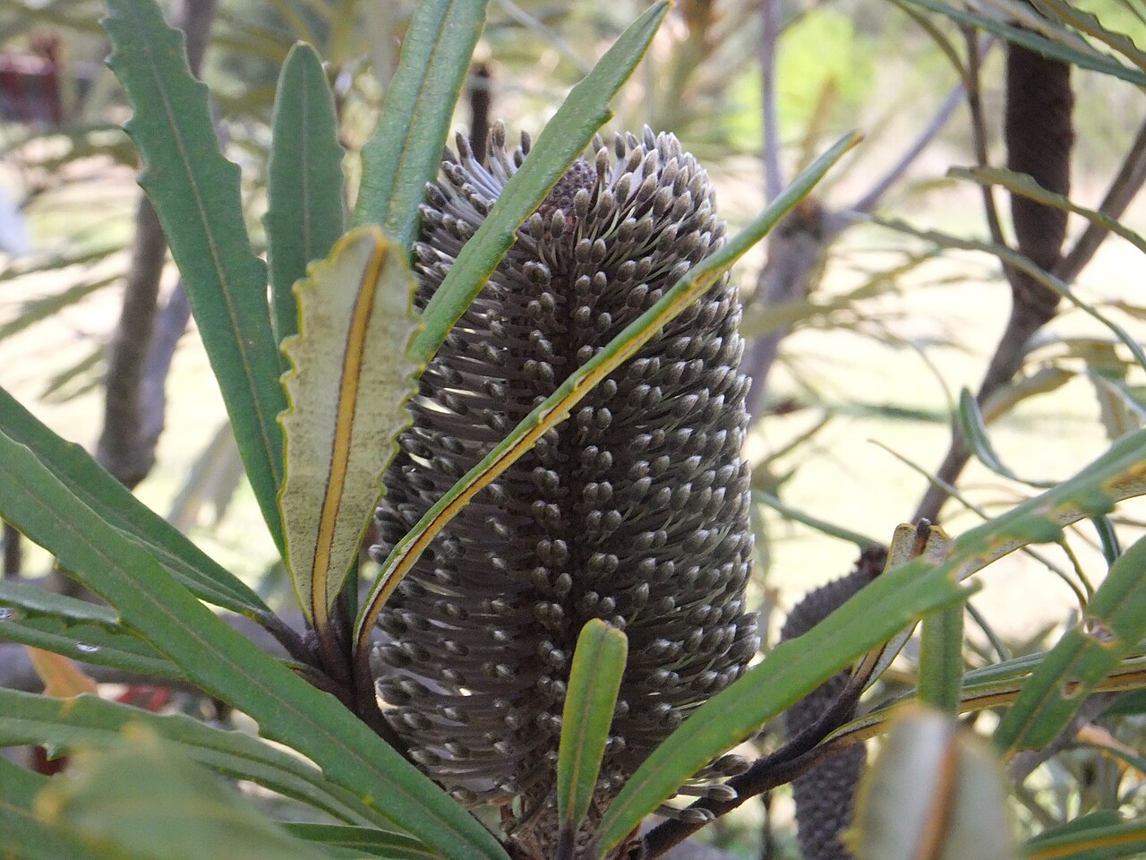 Banksia plagiocarpa: Leaves and inflorescence of Banksia plagiocarpa , growing at the 'Banksia Farm' of Mount Barker, Western Australia.