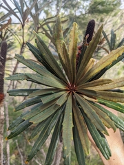 Banksia plagiocarpa (Banksia plagiocarpa)