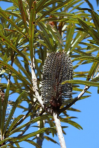 Banksia plagiocarpa: Flower spike in late bud of Banksia plagiocarpa , Hinchinbrook Island