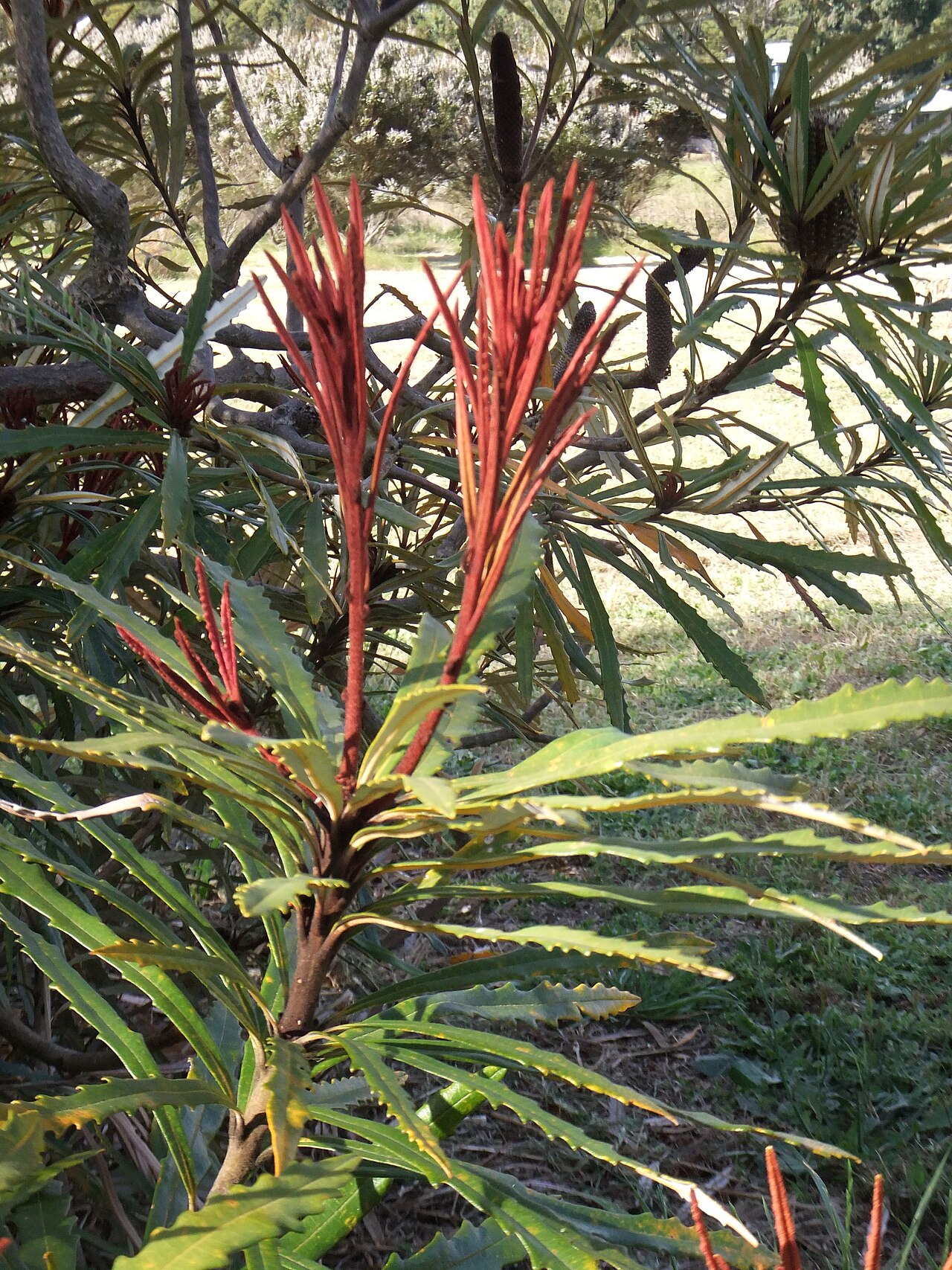 Banksia plagiocarpa: Leaves and new growth of Banksia plagiocarpa , growing at the 'Banksia Farm' of Mount Barker, Western Australia.