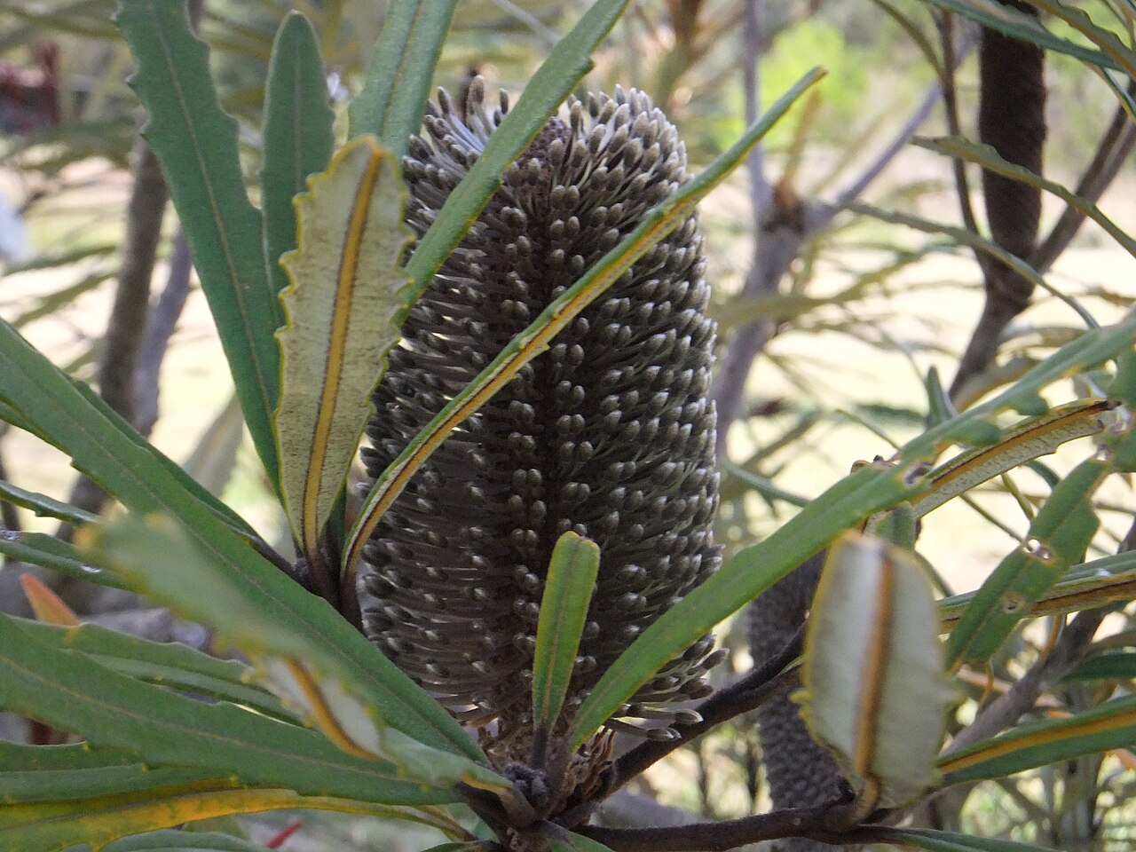 Banksia plagiocarpa: Leaves and inflorescence of Banksia plagiocarpa , growing at the 'Banksia Farm' of Mount Barker, Western Australia.