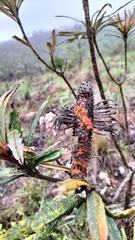 Banksia plagiocarpa (Banksia plagiocarpa)