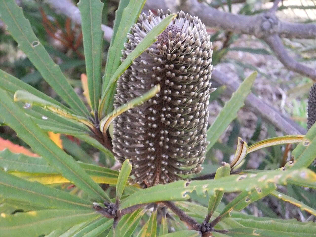 Banksia plagiocarpa: Leaves and inflorescence of Banksia plagiocarpa , growing at the 'Banksia Farm' of Mount Barker, Western Australia.