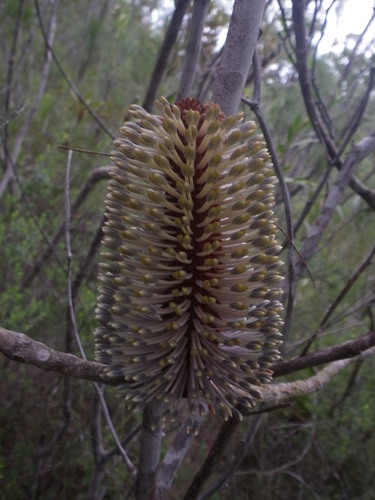 Banksia plagiocarpa (Banksia plagiocarpa)