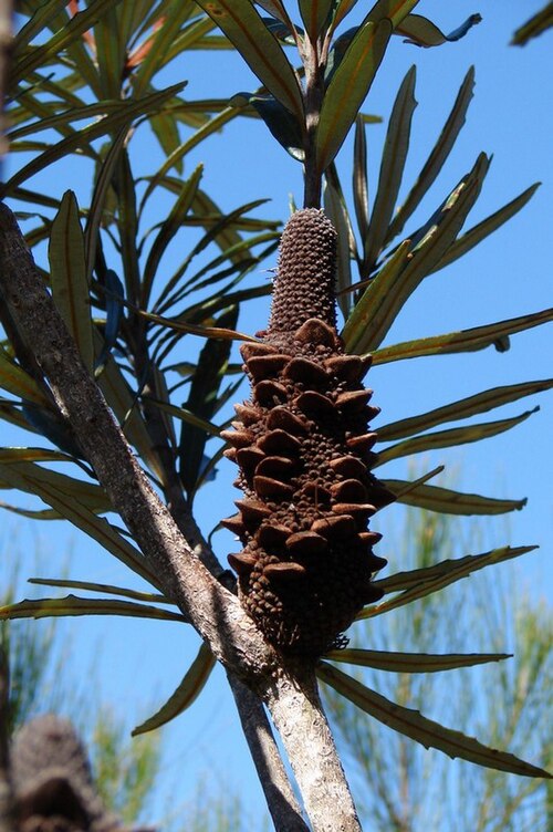 Banksia plagiocarpa: Banksia plagiocarpa old flower spike with characteristic wedge-shaped follicles, Hinchinbrook Island