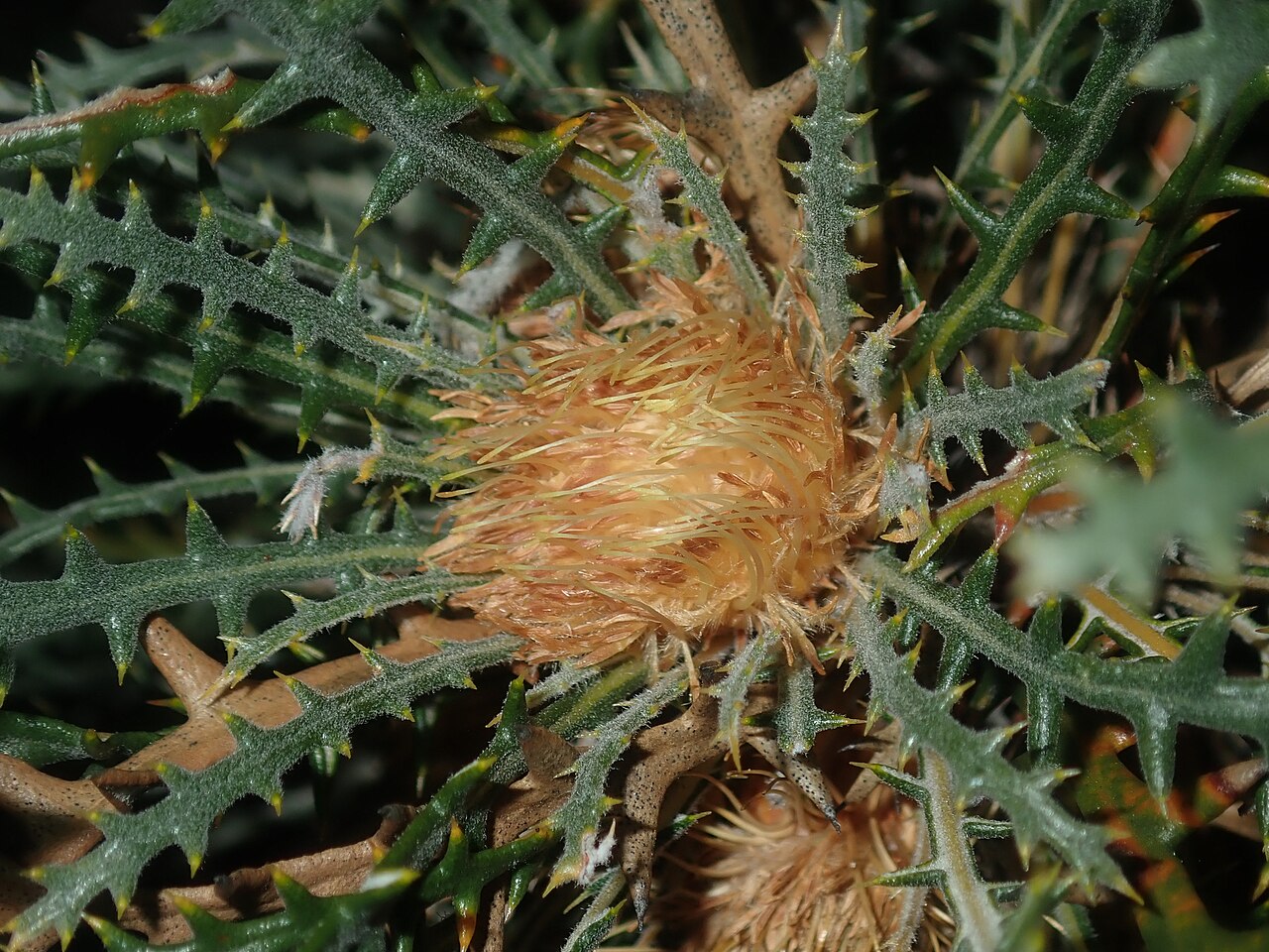 Banksia platycarpa: Banksia platycarpa