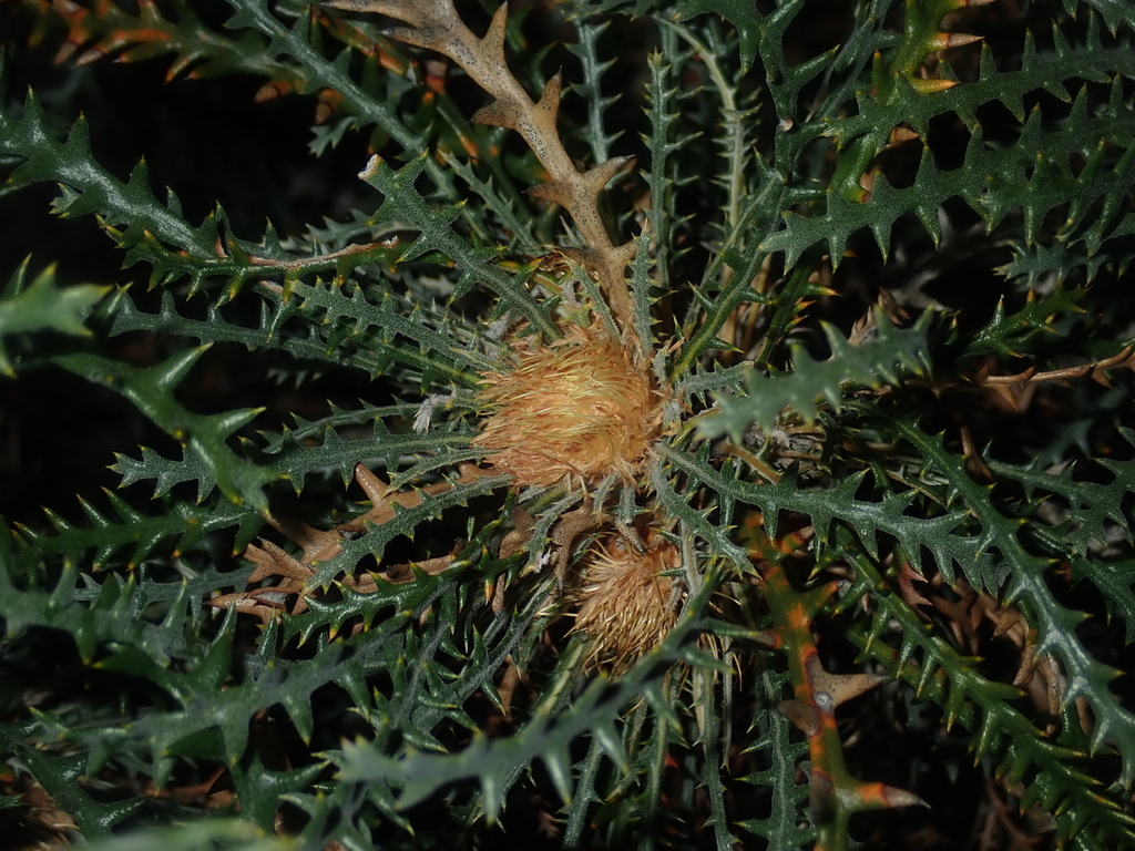 Banksia platycarpa (Banksia platycarpa)