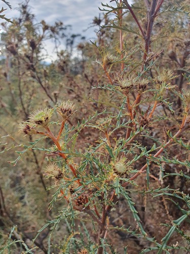 Banksia polycephala (Banksia polycephala)