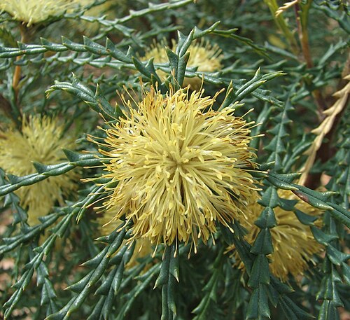 Banksia polycephala: Banksia polycephala , Cranbourne Botanic Gardens, Victoria, Australia