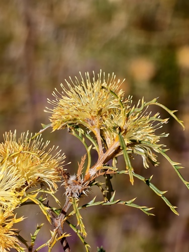 Banksia polycephala (Banksia polycephala)