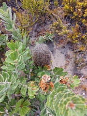 Banksia praemorsa (Banksia praemorsa)