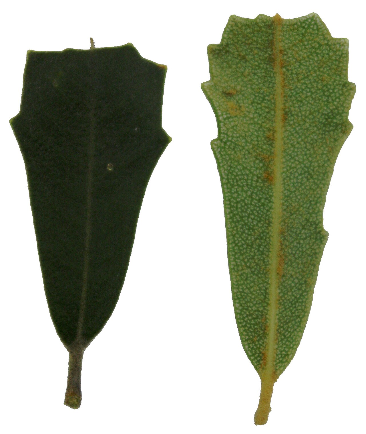 Banksia praemorsa: Adaxial (top) and abaxial (bottom) views of Banksia praemorsa leaves.