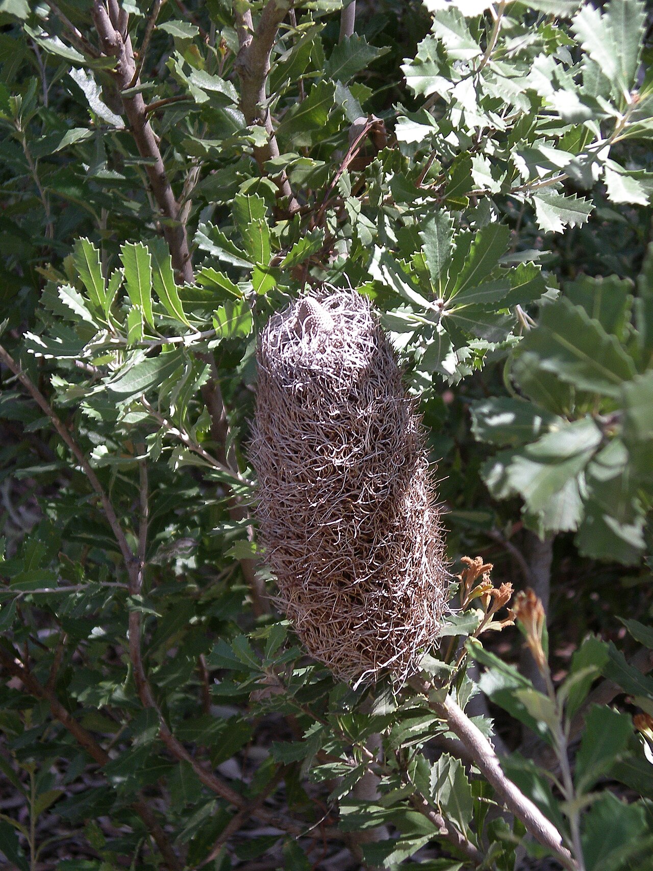 Banksia praemorsa: Banksia praemorsa