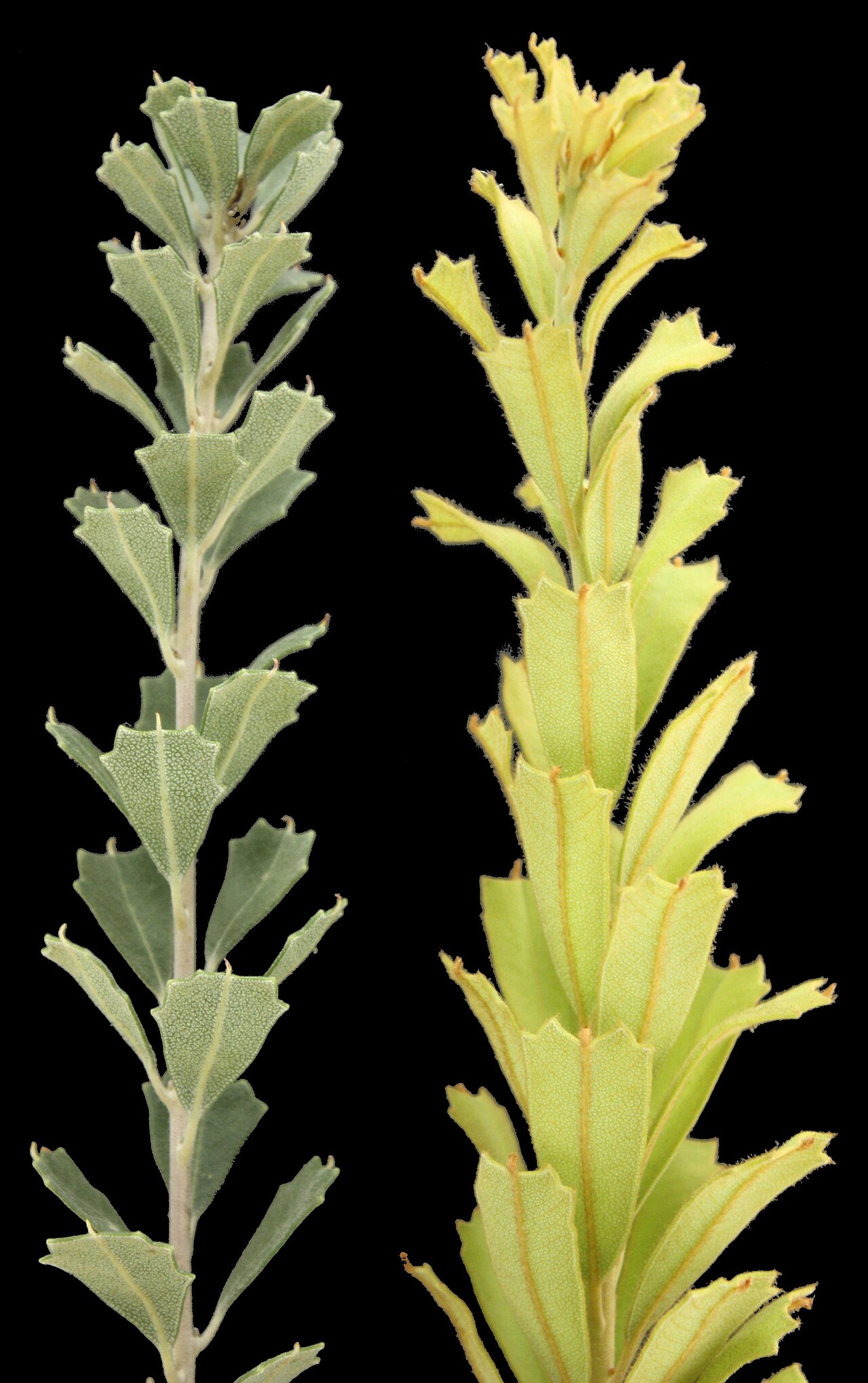 Banksia praemorsa: Banksia praemorsa foliage. Left: mature growth. Right: new growth.