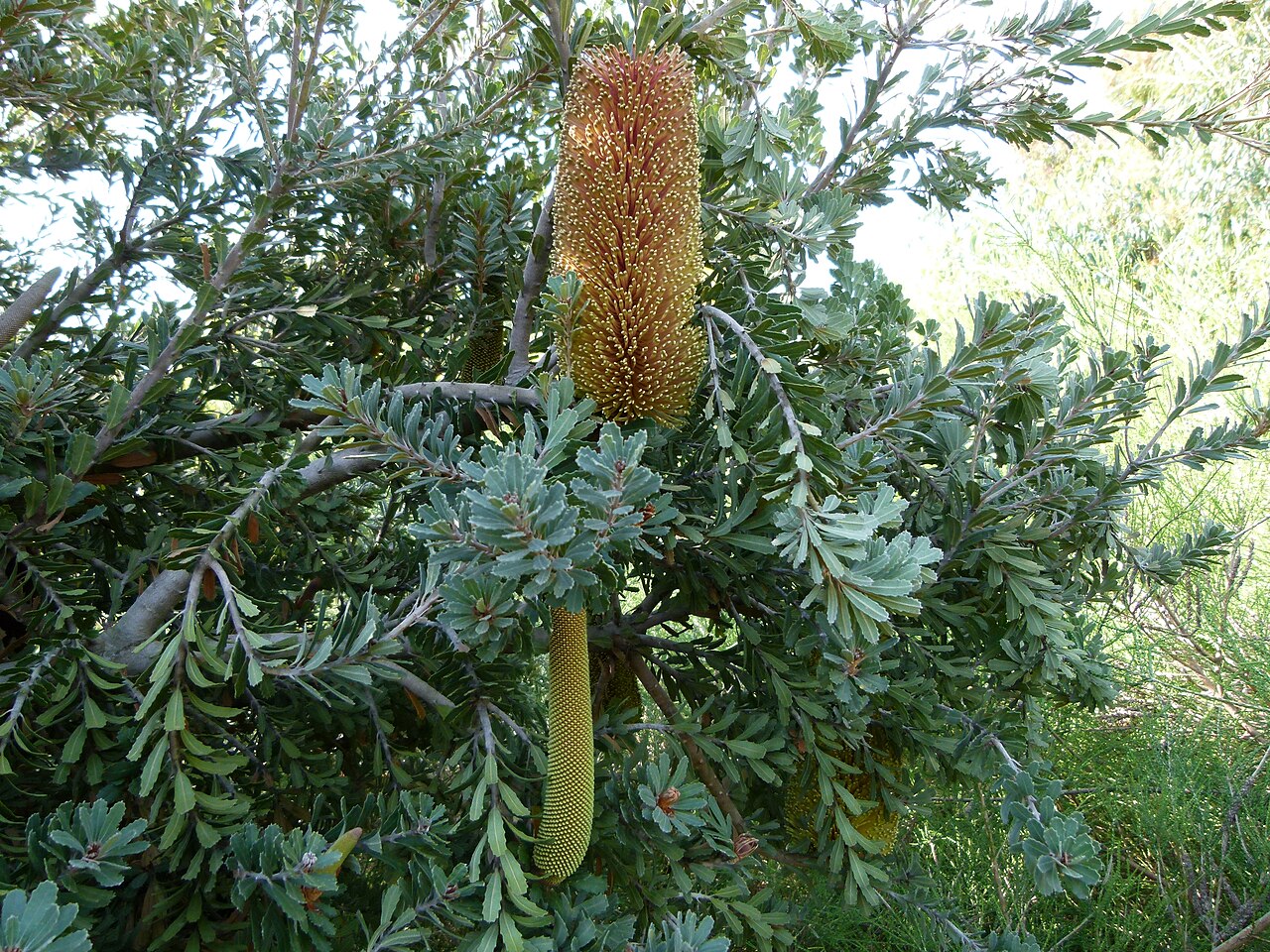 Banksia praemorsa: Jardin botanique de Barcelone