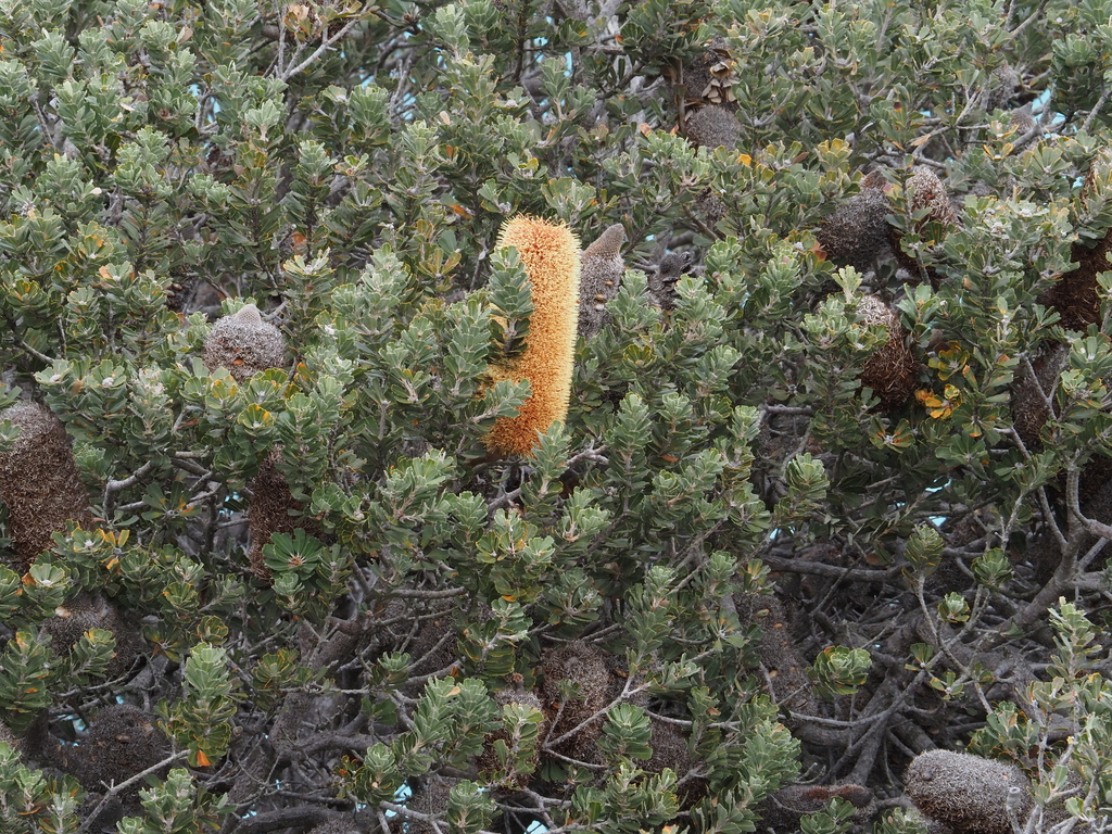 Banksia praemorsa (Banksia praemorsa)
