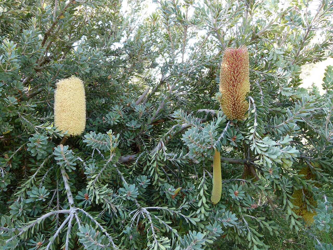 Banksia praemorsa: Jardin botanique de Barcelone