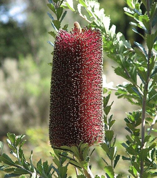 Banksia praemorsa: Banksia praemorsa (cultivated, unlabelled), National Rhododendron Gardens, Olinda, Victoria, Australia