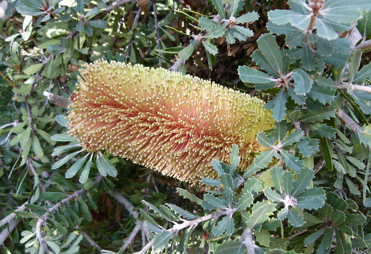 Banksia praemorsa: Jardin botanique de Barcelone