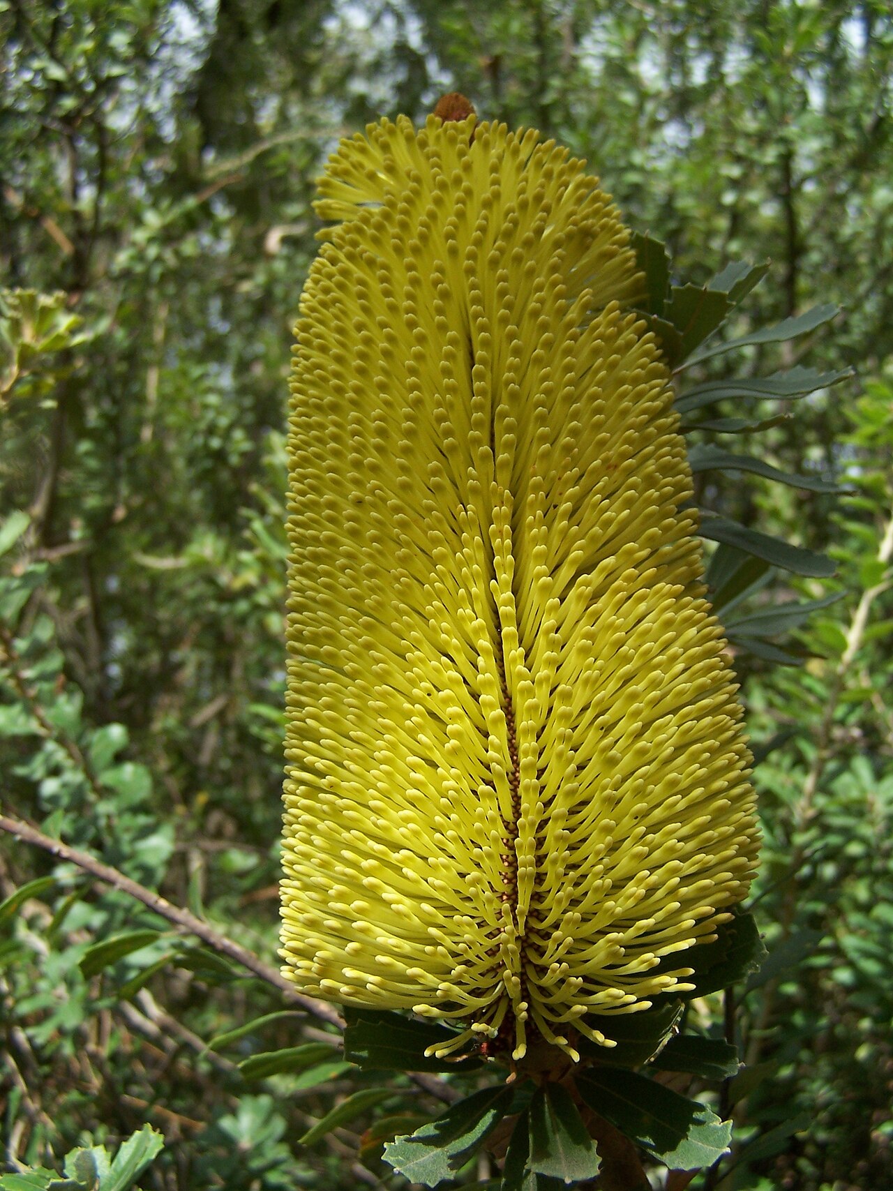 Banksia praemorsa: Banksia plants, currently flowering in the Banksia garden in Kings Park Banksia praemorsa