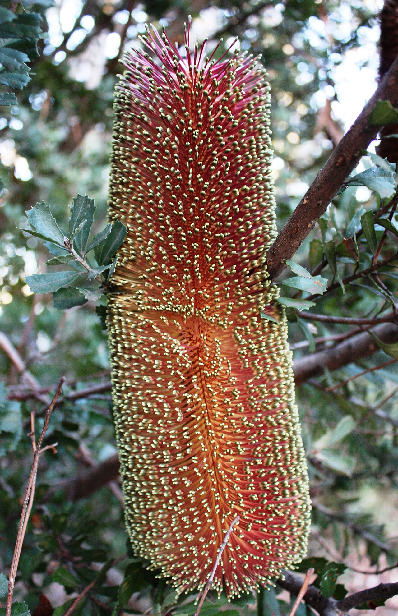 Banksia praemorsa: Inflorescence of Banksia praemorsa