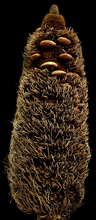 Banksia praemorsa: Banksia praemorsa "cone"