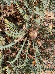 Banksia prionophylla (Banksia prionophylla)