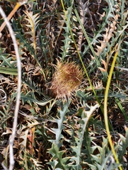 Banksia prionophylla (Banksia prionophylla)