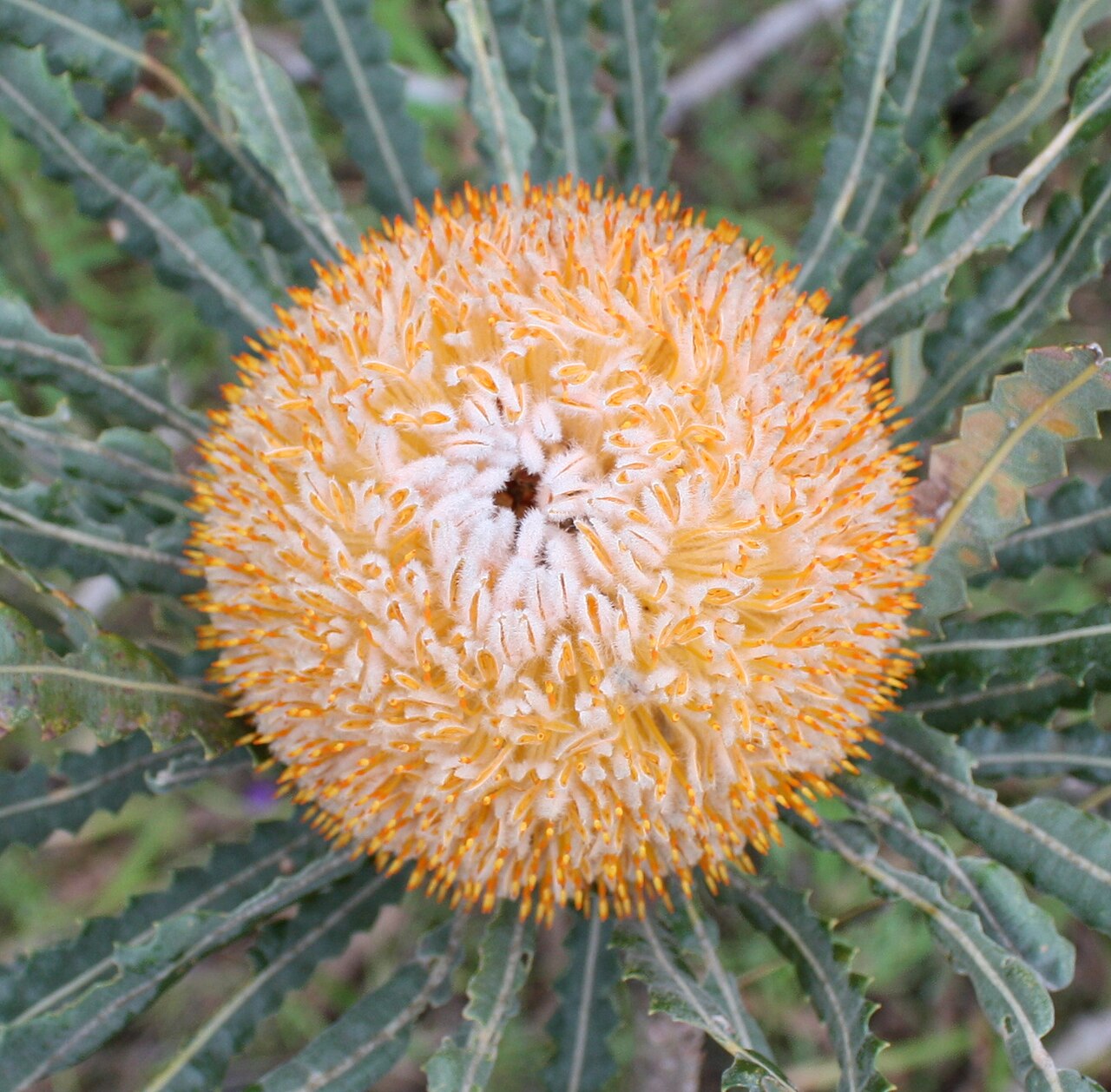 Banksia prionotes: Banksia prionotes inflorescence looking down from above.