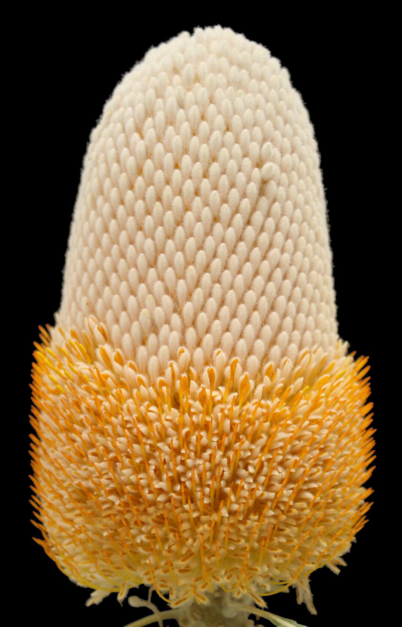 Banksia prionotes: Nearly a nice photo of a Banksia prionotes inflorescence.