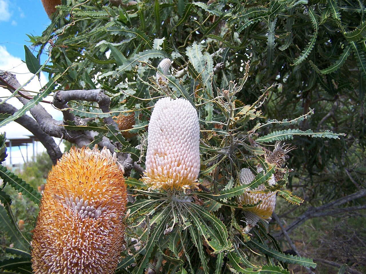 Banksia prionotes: Banksia prionotes taken at Reabold Hill in Bold Park Floreat Western Australia