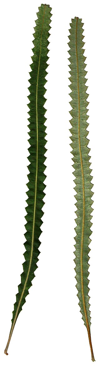 Banksia prionotes: Banksia prionotes leaf, upper and lower surfaces