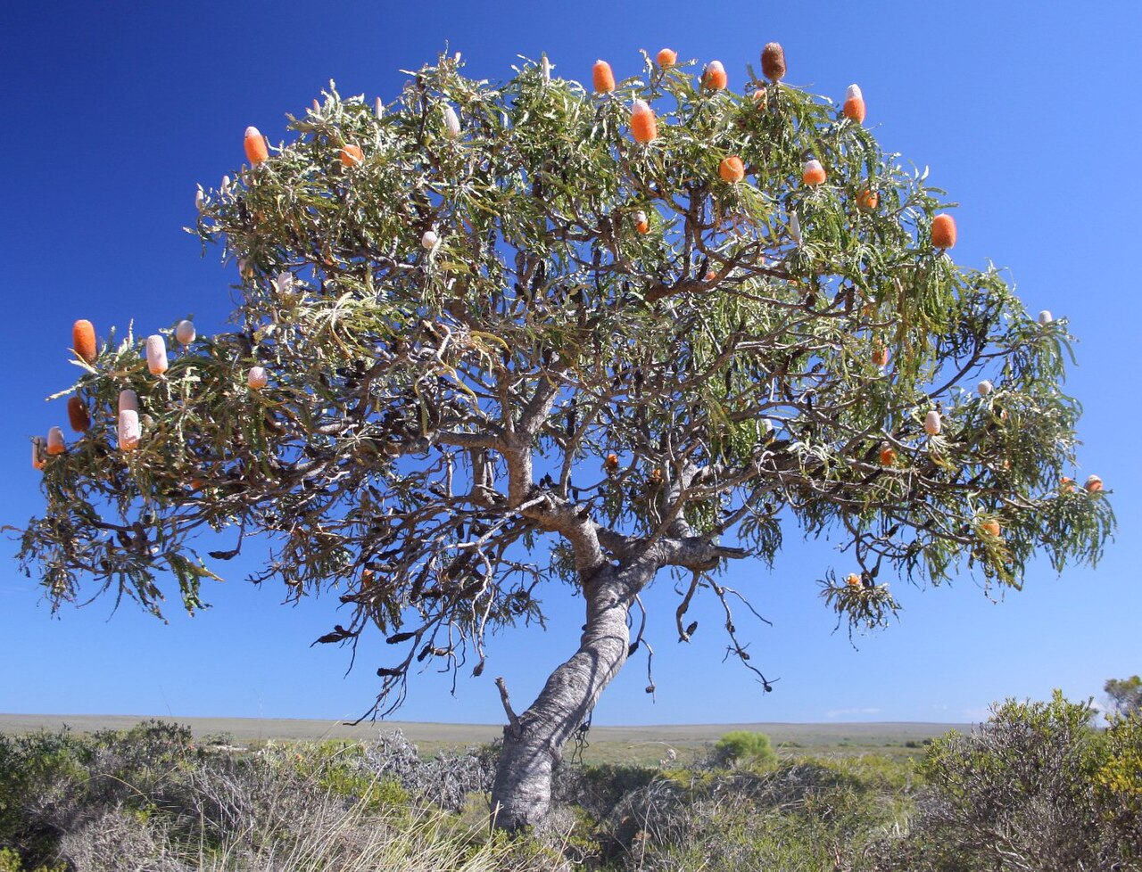 Banksia prionotes: A more gnarled specimen of a tree-like Banksia prionotes from the more northern end of its distribution north of Kalbarri NP