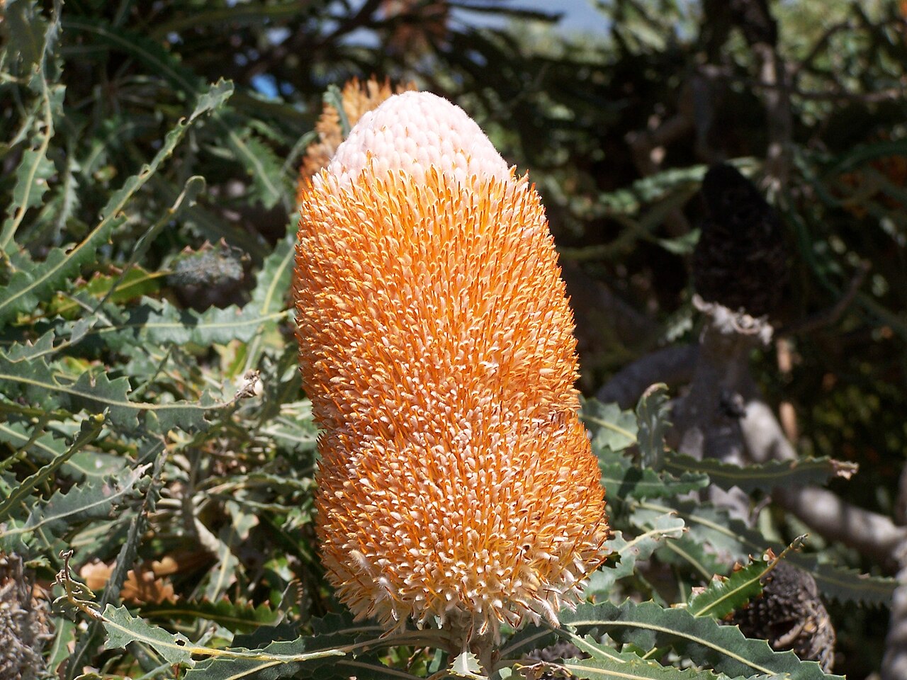 Banksia prionotes: Banksia prionotes taken at Reabold Hill in Bold Park Floreat Western Australia