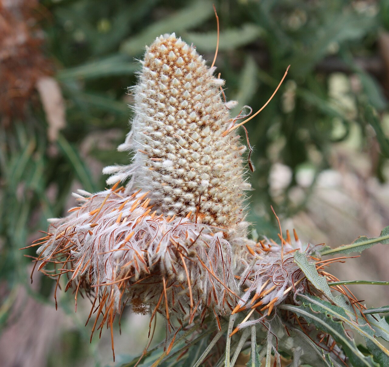Banksia prionotes: A Banksia prionotes inflorescence after flowering. Flowers are deciduous in this species. Here the flowers can be seen in the process of falling away, exposing