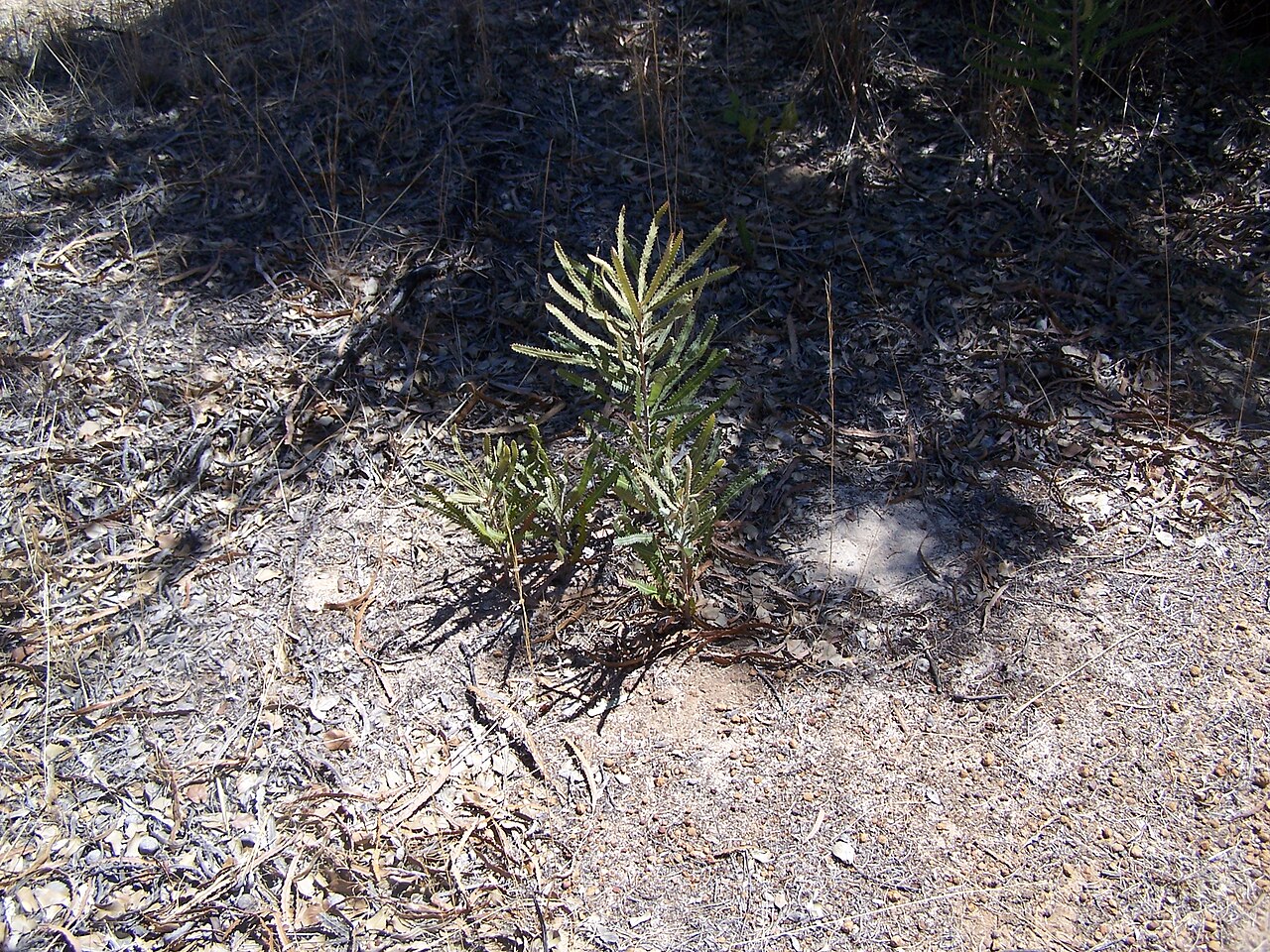 Banksia prionotes: Image taken in the Stirling Range Banksia Prionotes