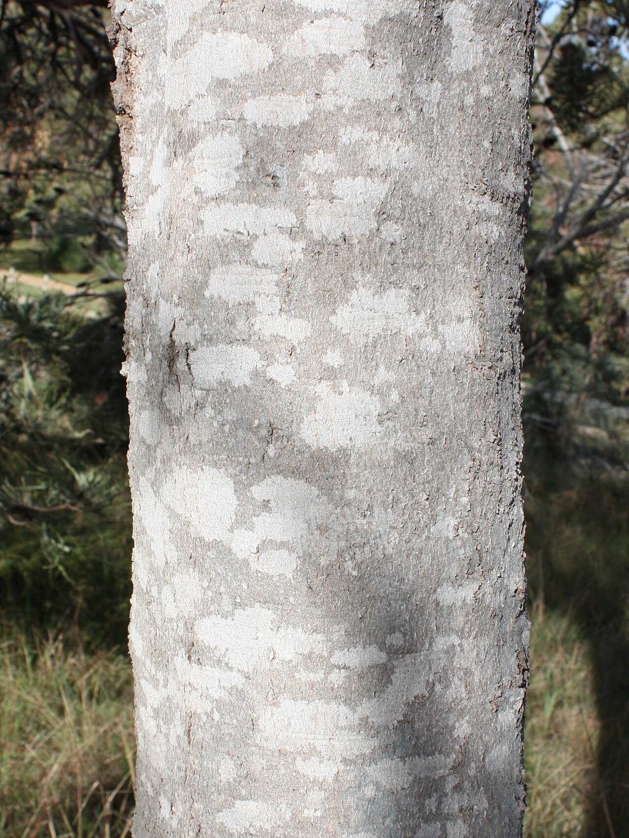 Banksia prionotes: Trunk and bark of Banksia prionotes .