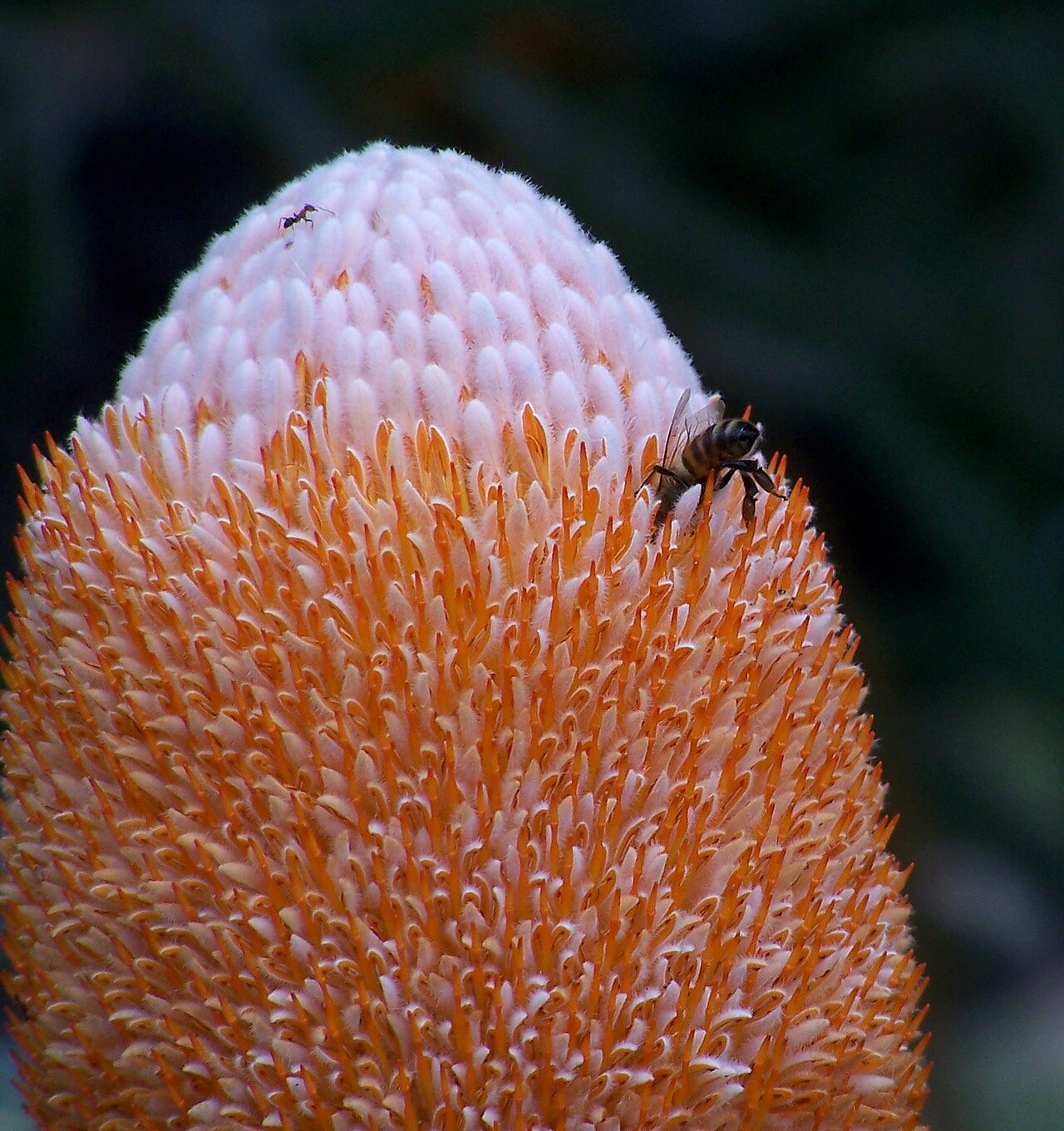 Banksia prionotes: Banksia prionotes taken at Reabold Hill in Bold Park Floreat Western Australia