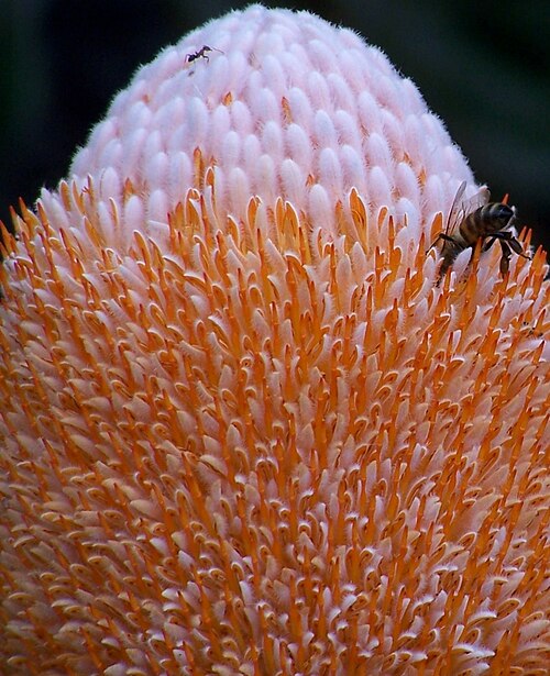 Banksia prionotes: Banksia prionotes taken at Reabold Hill in Bold Park Floreat Western Australia