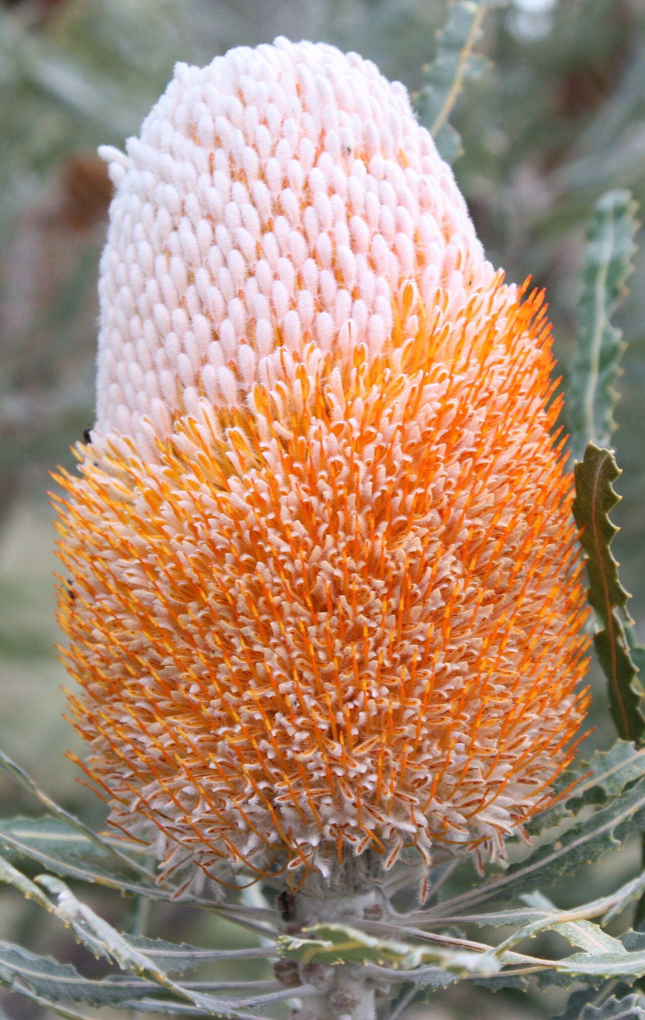 Banksia prionotes: Banksia prionotes inflorescence