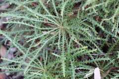 Banksia proteoides (Banksia proteoides)