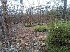 Banksia proteoides (Banksia proteoides)