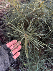 Banksia proteoides (Banksia proteoides)