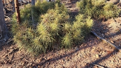 Banksia proteoides (Banksia proteoides)