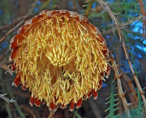 Banksia proteoides: Inflorescence of Banksia proteoides The bees get right up inside the flowers collecting pollen and nectar.