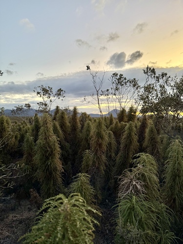 Banksia pseudoplumosa (Banksia pseudoplumosa)
