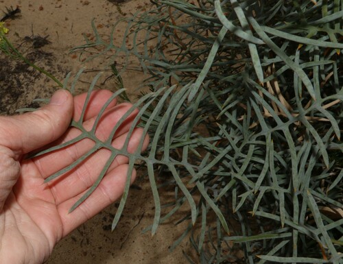 Banksia pteridifolia (Banksia pteridifolia)