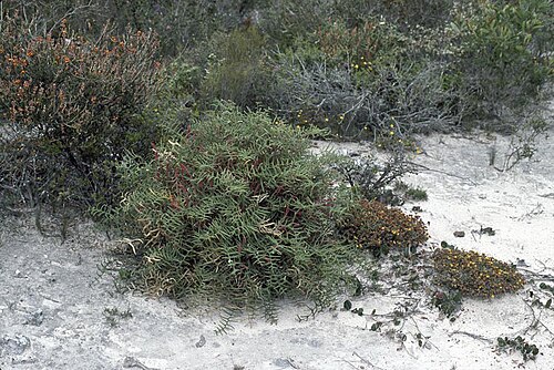 Banksia pteridifolia: Banksia pteridifolia subsp. pteridifolia near Jerramungup, Western Australia