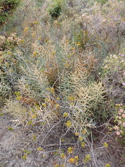 Banksia pteridifolia (Banksia pteridifolia)